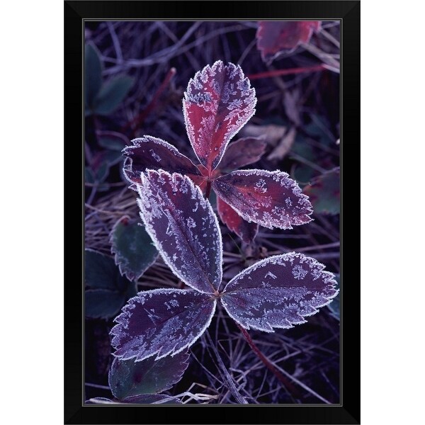 "Leaves with frost" Black Framed Print