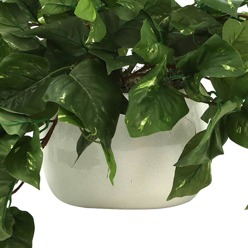 Pothos Plant in Ceramic Pot