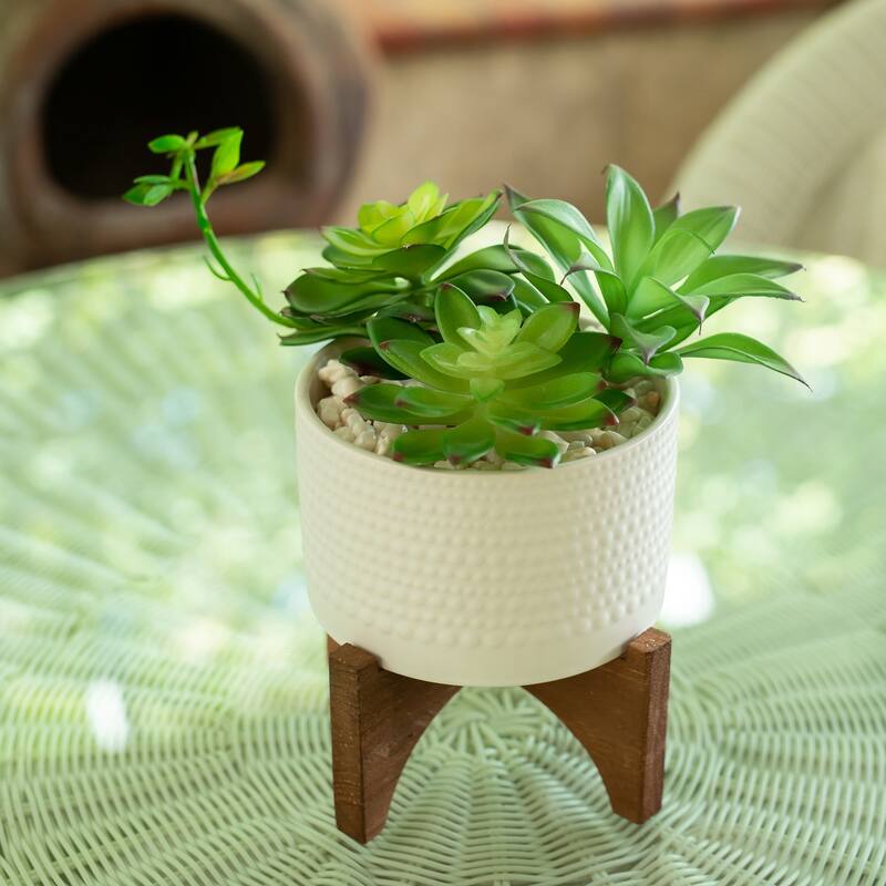 Succulent Mix in 5" White Ceramic Hobnail Planter on Wood Stand - ONE-SIZE