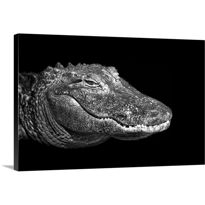Shop American Alligator On Black Background Canvas Wall Art Overstock 16444750