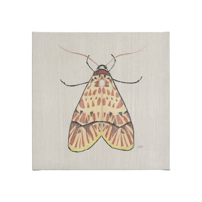Moth I (20 x 20 ) Canvas Art Print