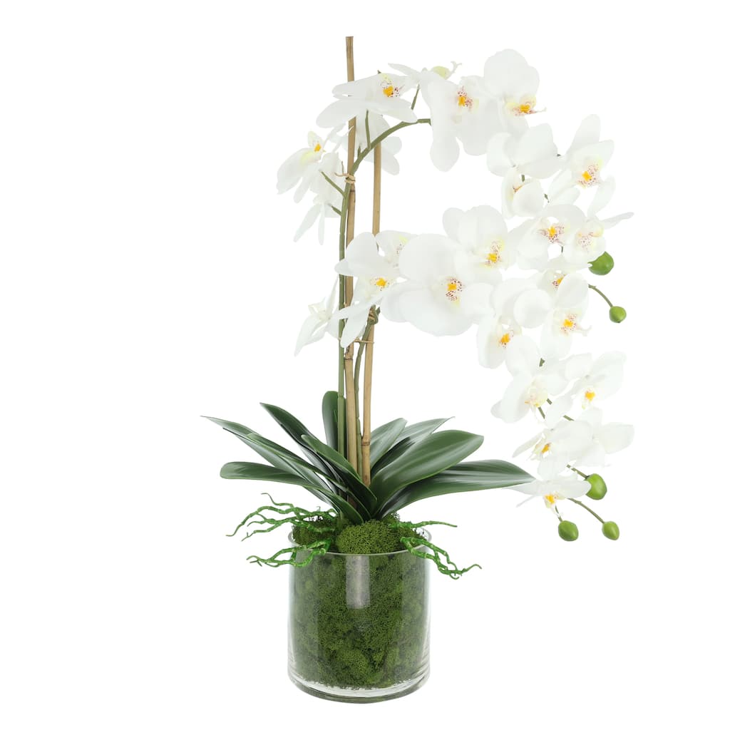 Orchids Arranged in Glass Vase with Moss - 26
