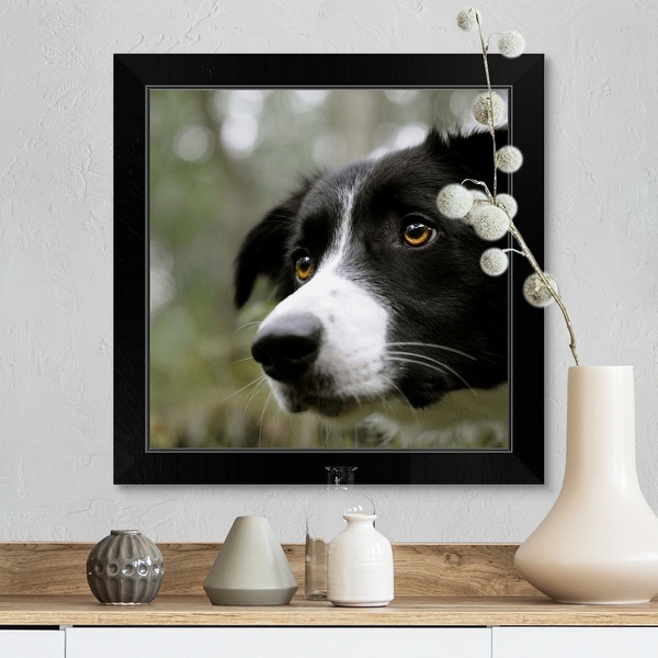 Border collie 2025 framed prints
