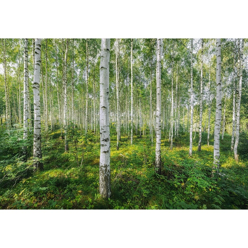 Komar Sunny Day Wall Mural