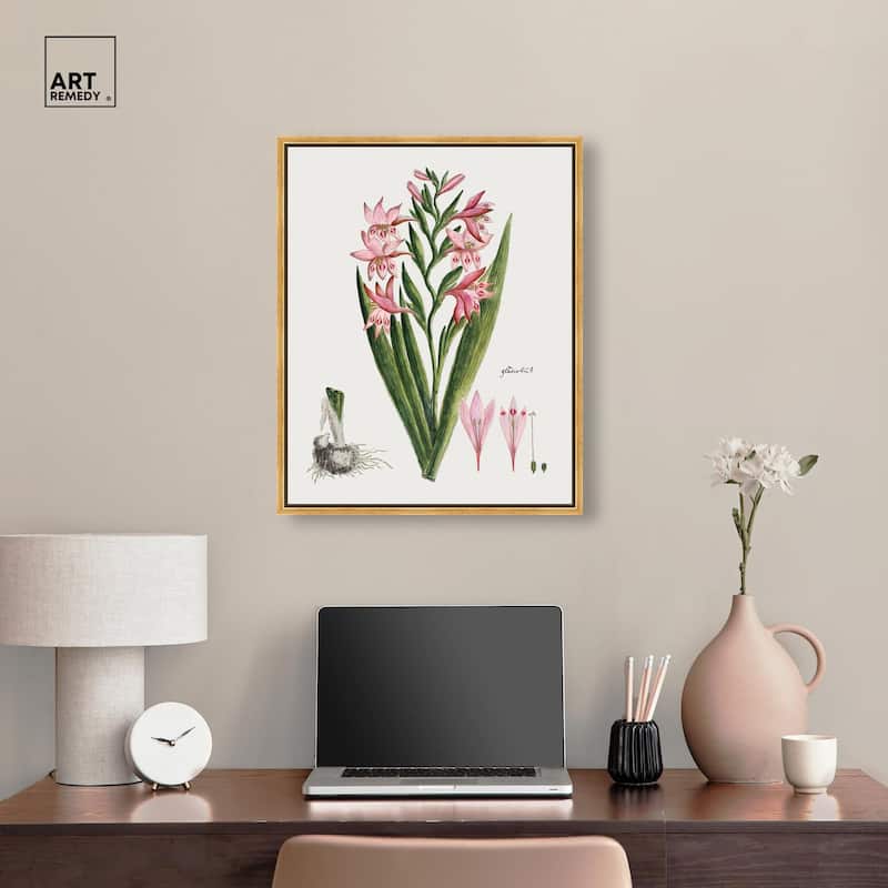 Gladiolus Carneus Canvas by Art Remedy