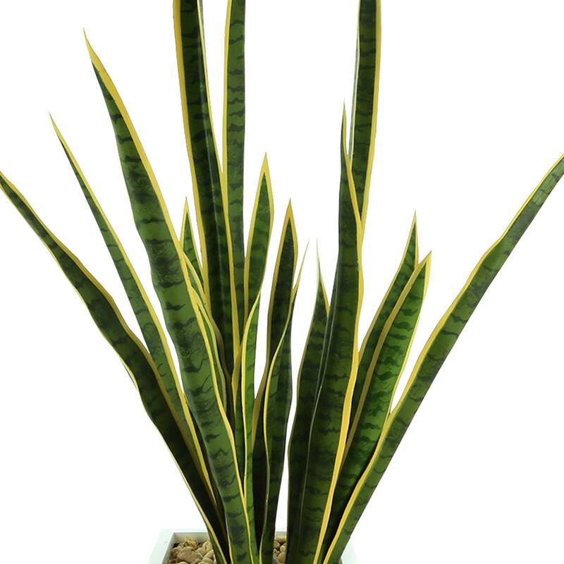 Snake Plant in a Fiberstone Pot