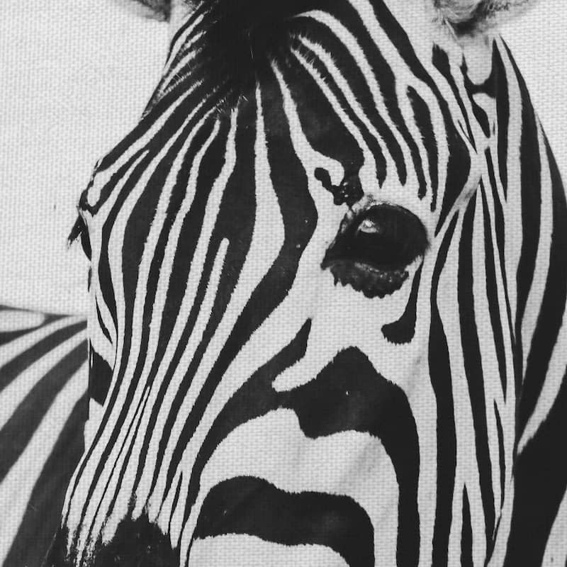 Zebra Close Up by Frida Bredesen Canvas Art Print