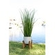 preview thumbnail 2 of 7, 50" Onion Grass in 10" Cathedral Ceramic Pot
