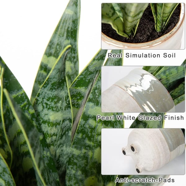 6 inch zz plant 6" Zz Plant  Fern Shop Cincinnati