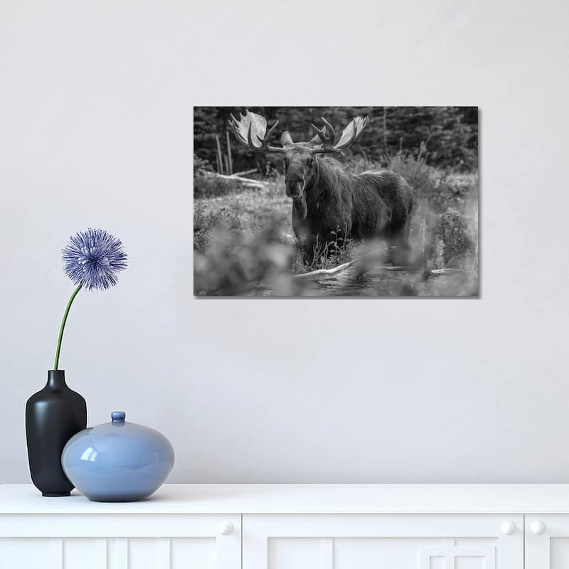 iCanvas "Moose bull, Glacier National Park, Montana" by Tim Fitzharris Canvas Print - 12x18x1.5