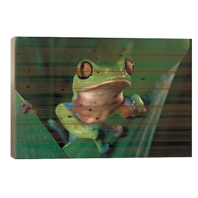 Blue-Sided Leaf Frog Hanging On Leaf, Close-Up, Cloud Forest, Costa Rica Print On Wood by Michael & Patricia Fogden