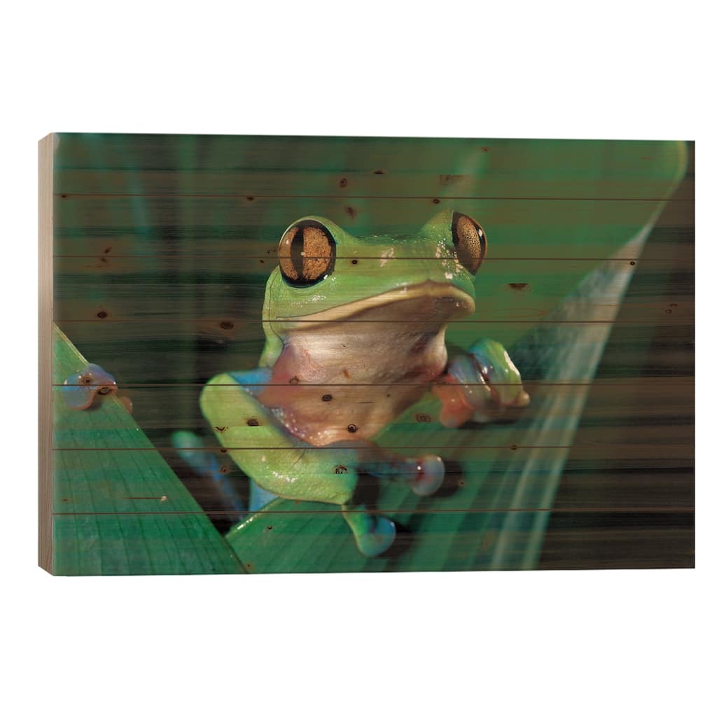 Blue-Sided Leaf Frog Hanging On Leaf, Close-Up, Cloud Forest, Costa Rica Print On Wood by Michael & Patricia Fogden