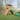 Backyard Discovery Endeavor II Cedar Wood Swing Set, Slide, Play Deck