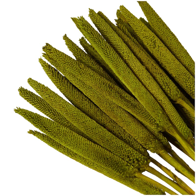 Dried Hogla Babala Bamboo Natural Foliage Collection - Multiple Colors