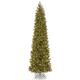 Downswept Douglas Pencil Slim Fir Tree
