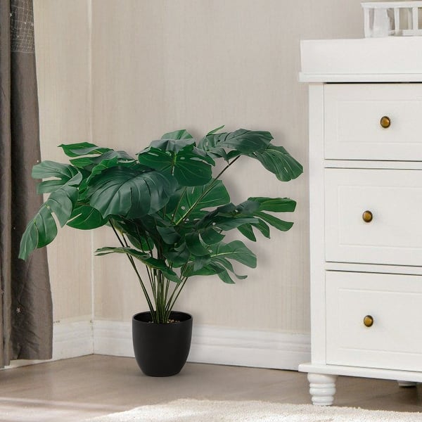 monstera house plant Monstera 14