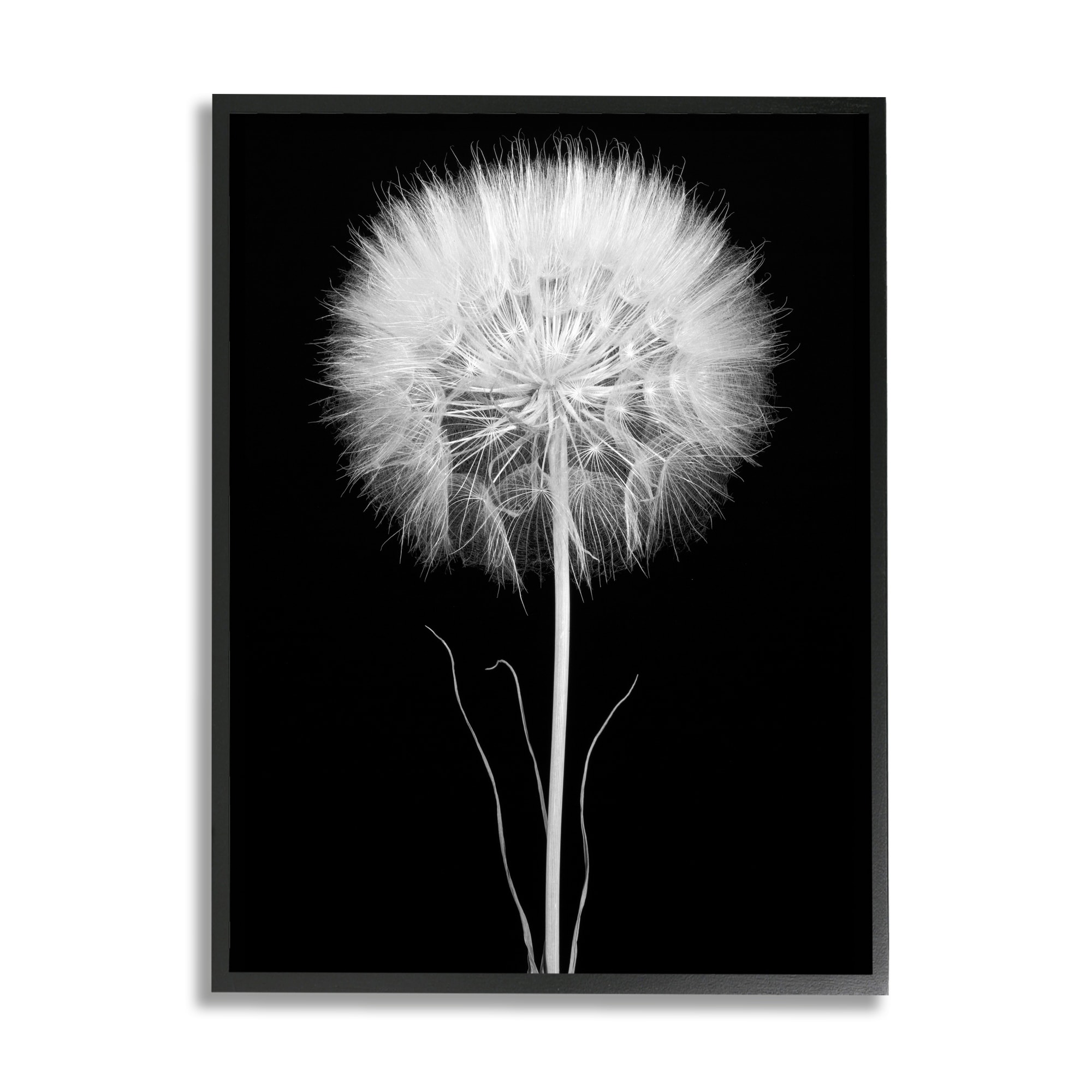 Stupell Industries Dandelion Floral Fluff Flower Black White Photograph  Framed Wall Art Design by Aledanda, 12 x 12, Black Framed