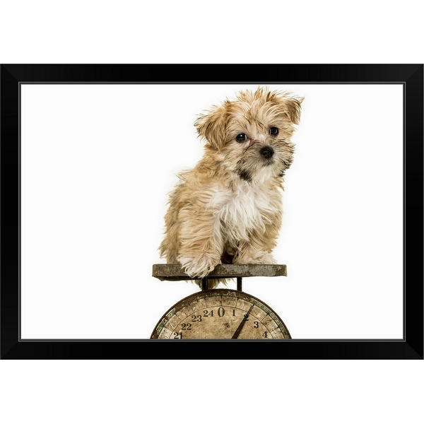 Tiny morkie 2025