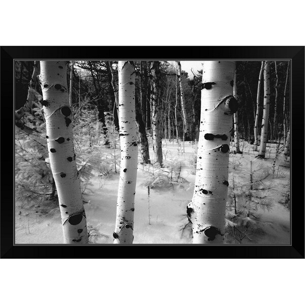 "Aspen trunks, winter scene" Black Framed Print
