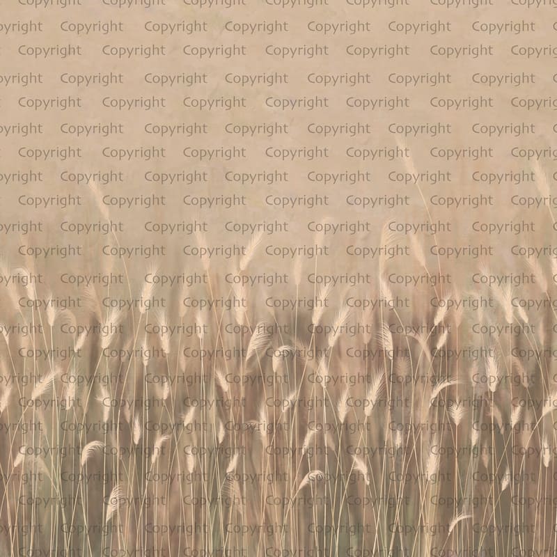Serene Reed Grass Wallpaper Mural Soft Neutral Tones - Yellow - W:204" x H:110"
