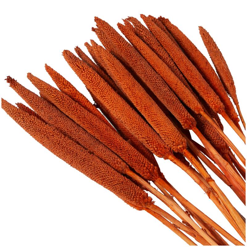Dried Hogla Babala Bamboo Natural Foliage Collection - Multiple Colors