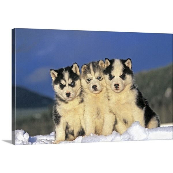 Husky bed store
