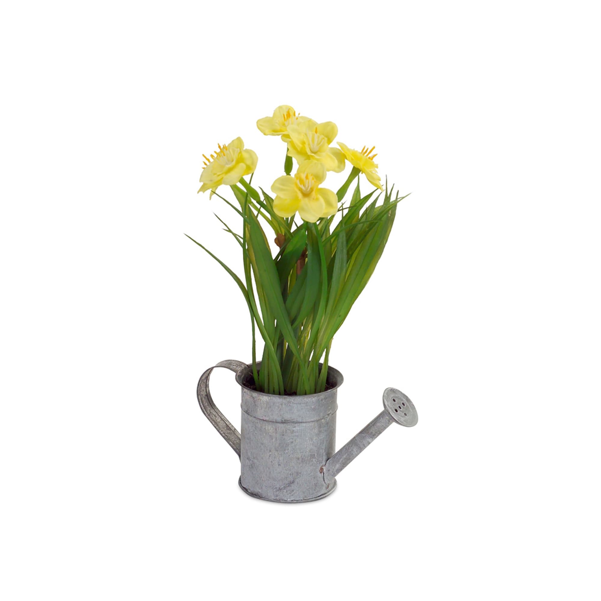 Shop 9 Silver And Yellow Daffodil Plant In Watering Can Tabletop