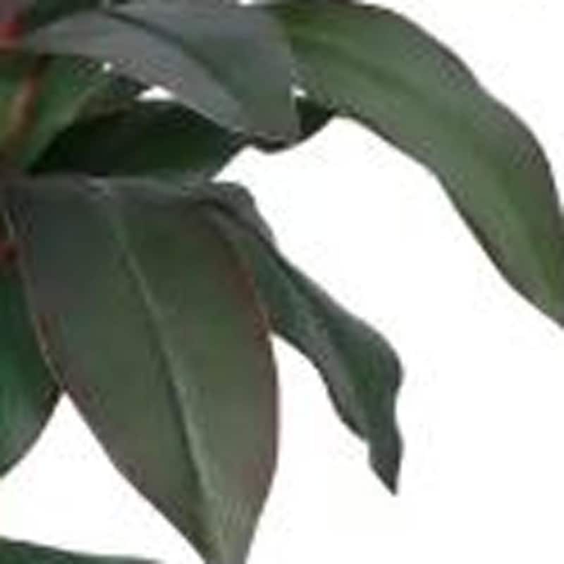 HomeRoots 47" Green Artificial Dracaena Tree in a White Pot - 7.48 in. x 47.24 in. x 7.87 in.