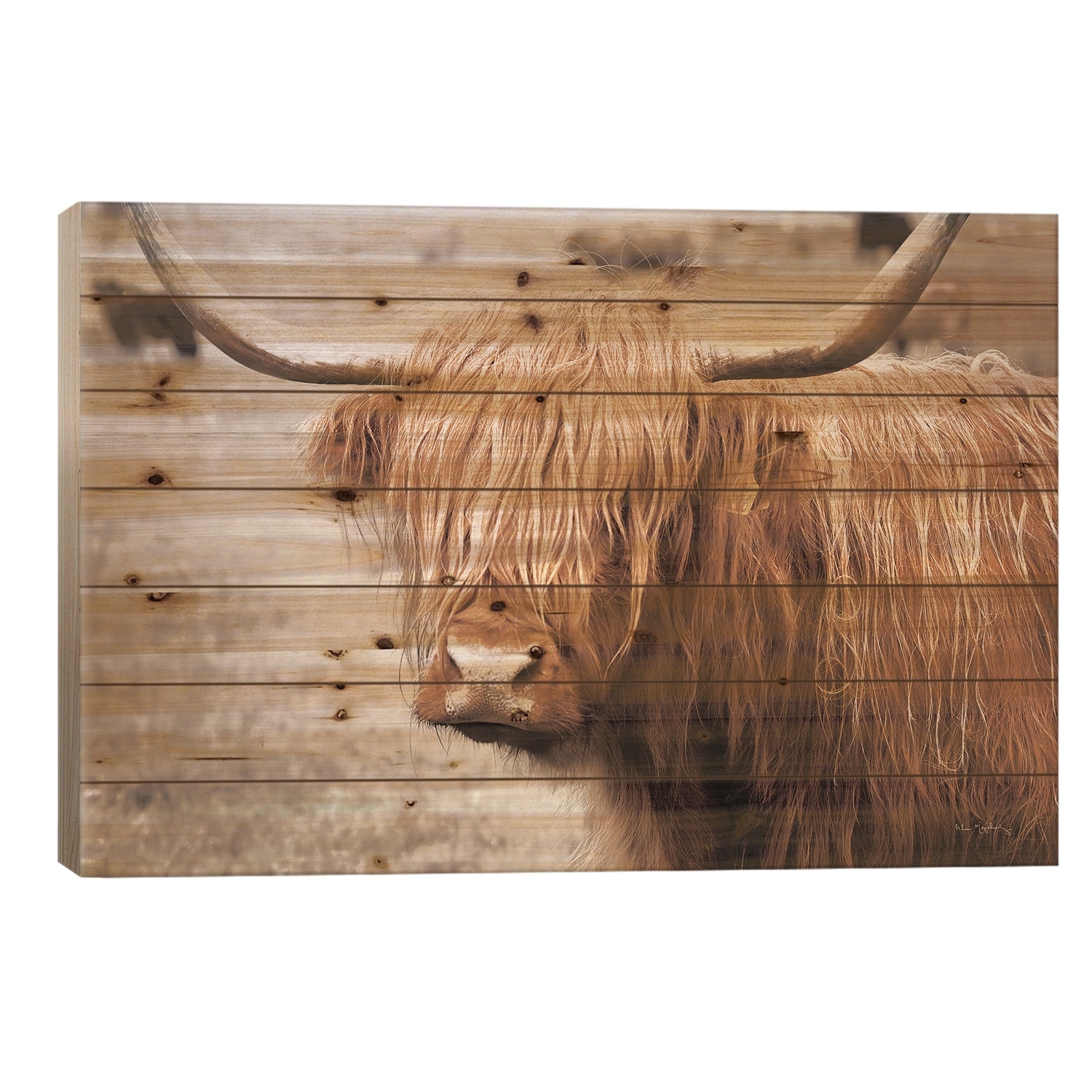 Scottish Highland Cattle I Neutral Print On Wood by Alan Majchrowicz - Multi-Color