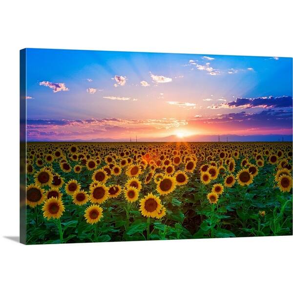 Shop Sunset From Sunflower Field On Eastern Plains Of Colorado Near Denver Canvas Wall Art On Sale Overstock