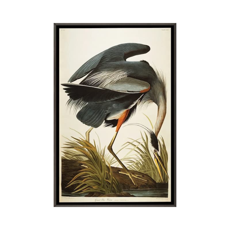 iCanvas "Great Blue Heron " by John James Audubon Framed - Charcoal - 40x26