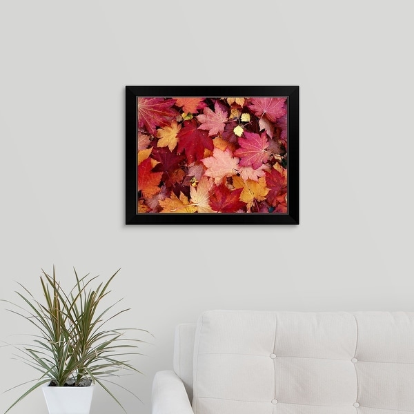 "Maple leaves spread out on the ground" Black Framed Print