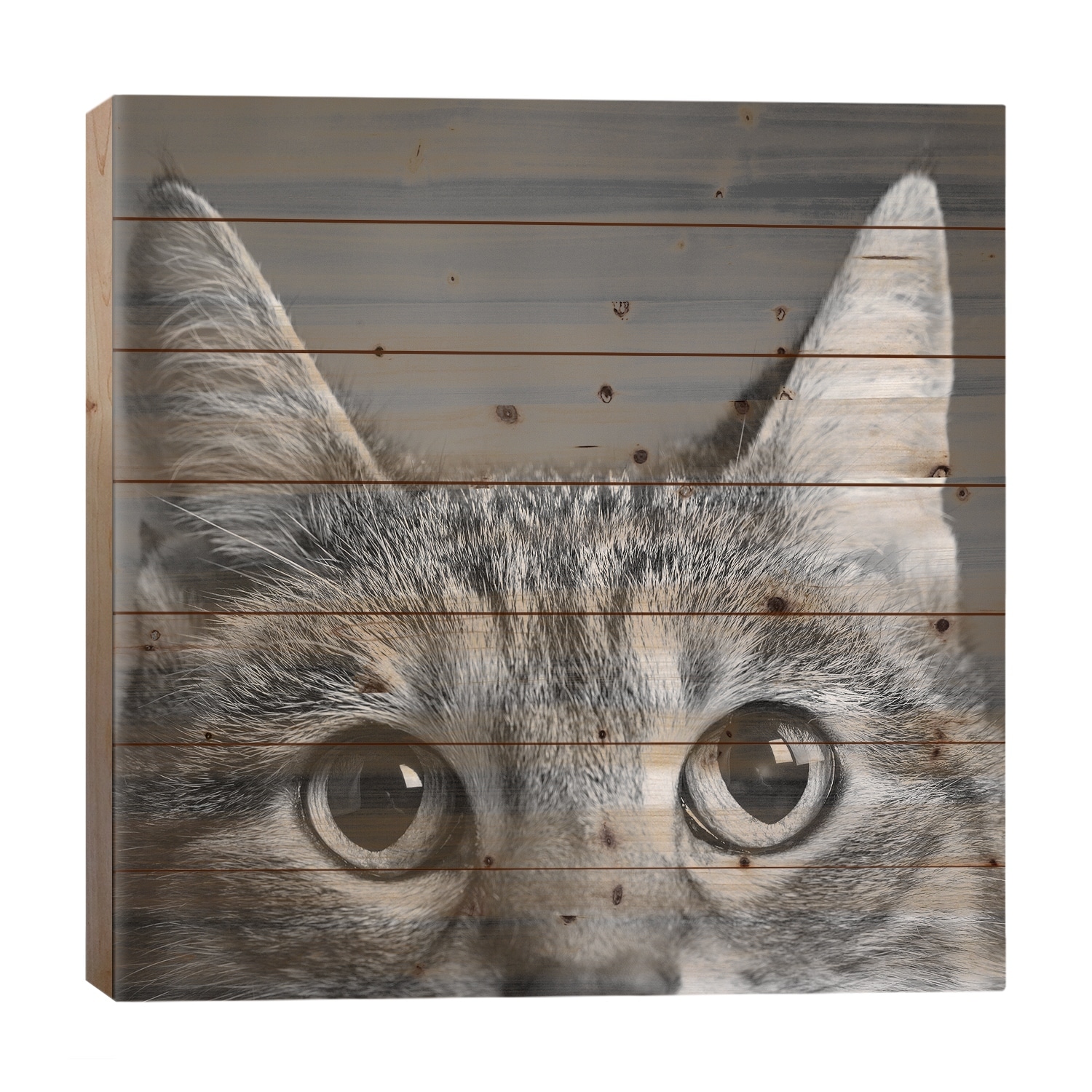 Portrait Of A Tabby Cat Print On Wood by Panoramic Images - Multi-Color