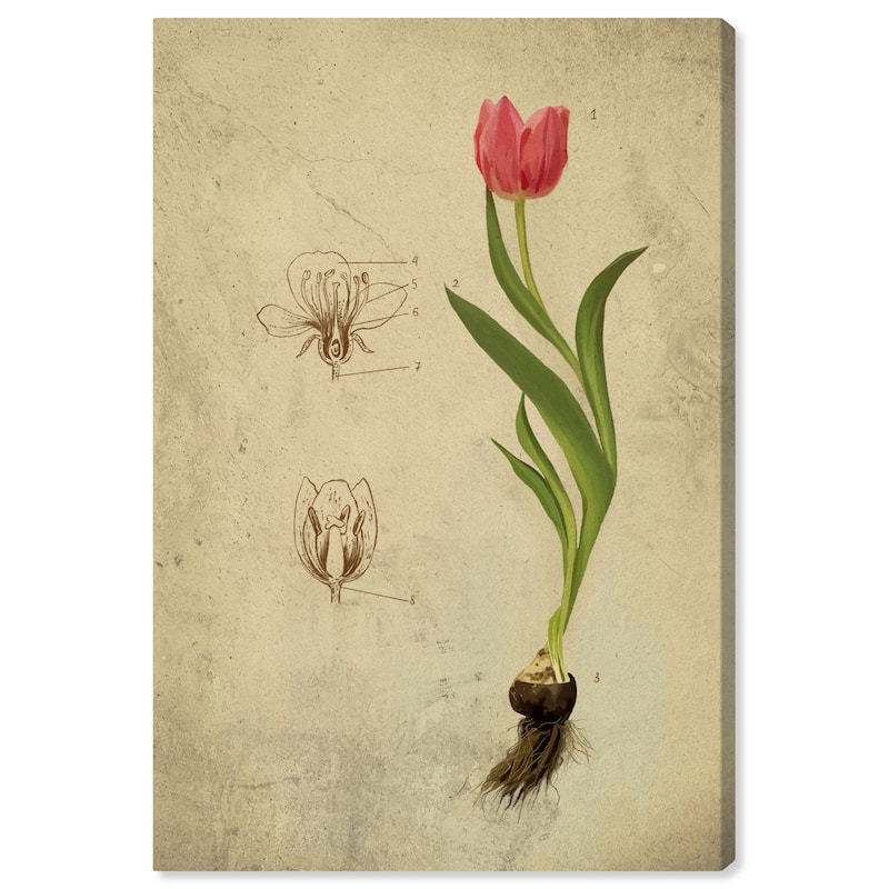 Wynwood Studio Canvas Floral and Botanical Botanical Floral II Pink and Industrial Wall Art Canvas Print