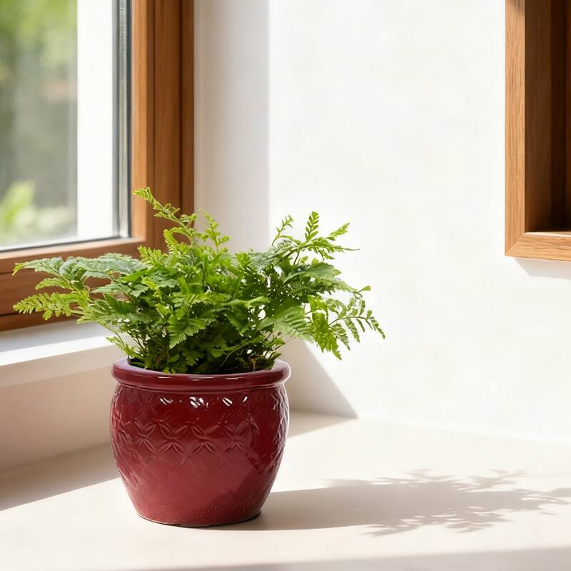 3 Handmade Ceramic Planter Set for Monstera Large Plants Glossy Finish