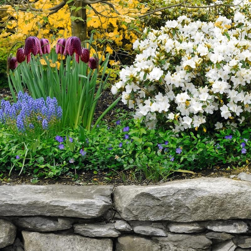 Garden Gem Mixed Flower Collection - 100 Bulbs - Featuring 4 Varieties of Yellow, Blue, White & Purple Flowers - 100 Bulbs