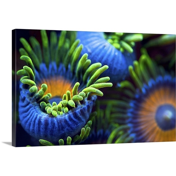 "The Colors Of The Reef II" Canvas Wall Art