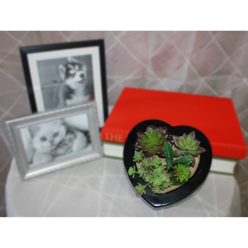 Mixed Succulents in 7" Heart Shapped Plastic Container - Green - 7