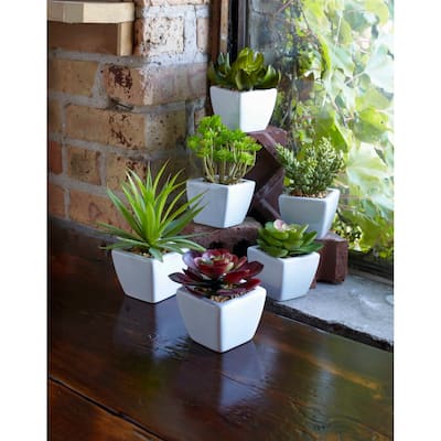 Potted Succulent (Set of 6) - 6 x 6 x 7