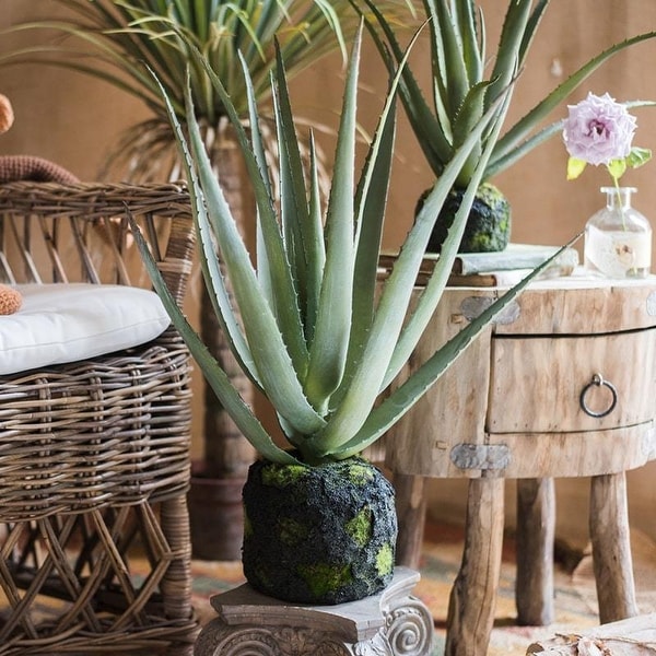 RusticReach Artificial Aloe Vera on Faux Moss