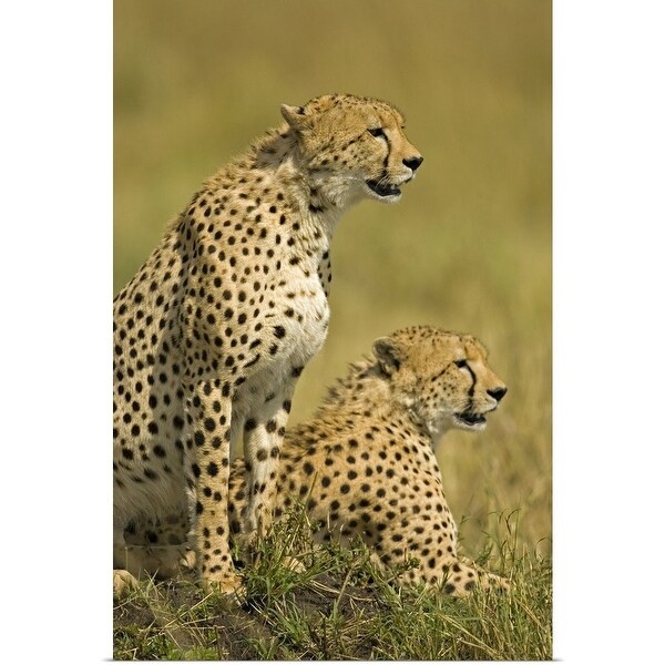 Close Up Of Two Cheetahs Acinonyx Jubatus Masai Mara National Reserve Kenya Multi Color