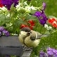 Songbird Pre-Seeded Flower Mat with Soil & Plant Food - On Sale - Bed ...
