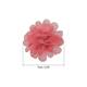 Option Coral
