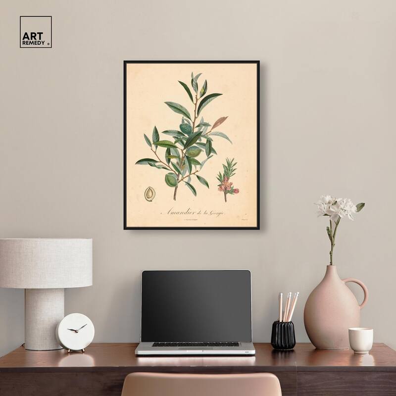 Almond of Georgia I Canvas by Art Remedy