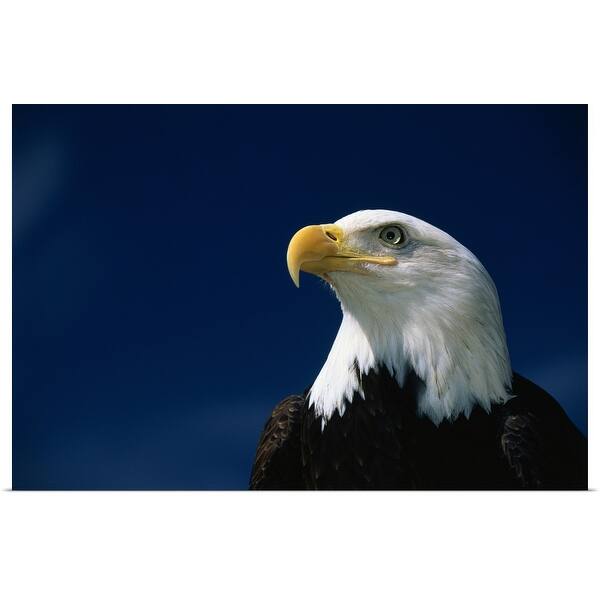 American Bald Eagle Poster Print Overstock 16859236