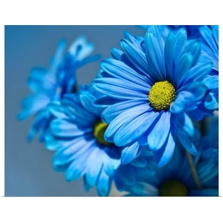 Shop Blue Daisies Flowers Poster Print Overstock