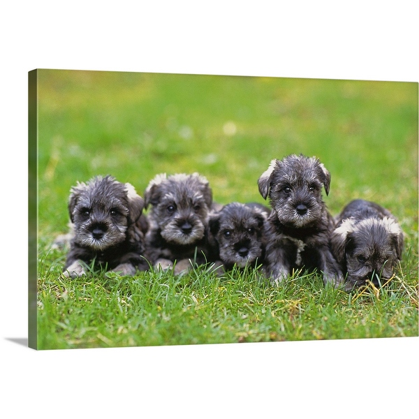 Schnauzer hotsell canvas art