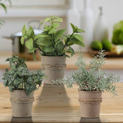 Potted Herb In Pulp Pot 9.5" Set of 3
