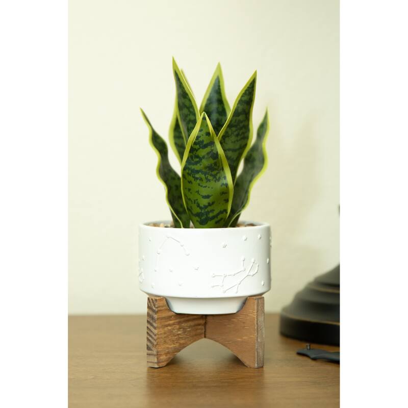 9.7" Artificial Plant Fake Snake Plant in 4.25" Constalition Ceramic Pot on Wood Stand - ONE-SIZE