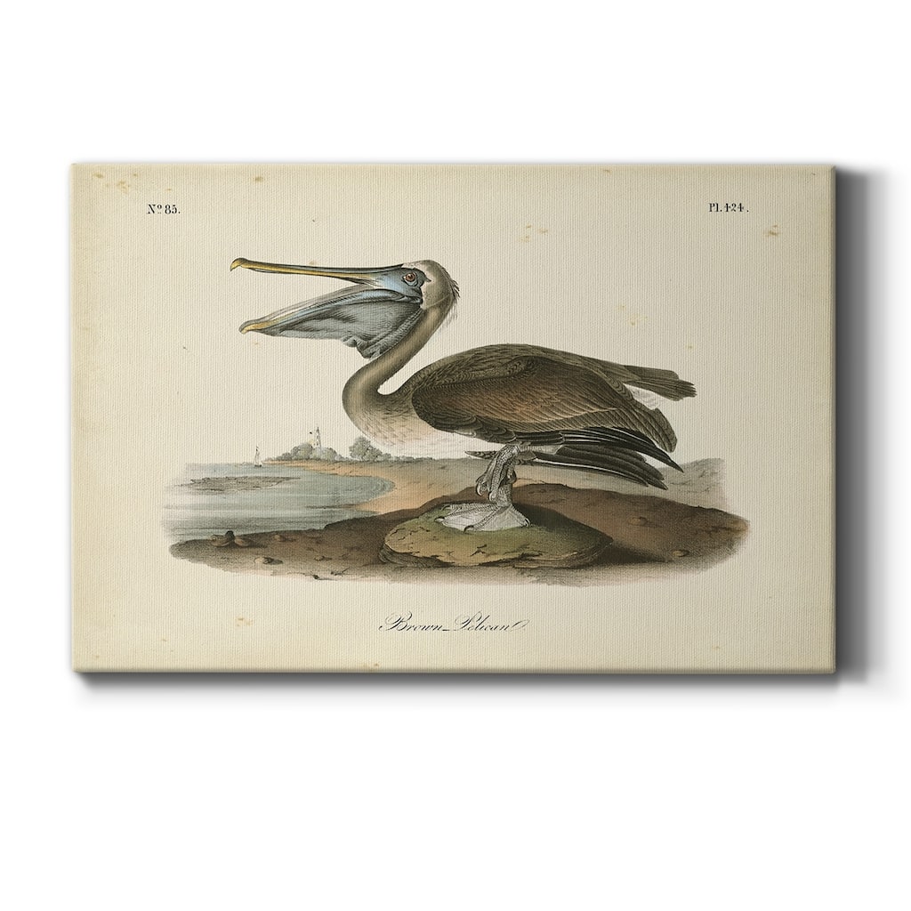 Audubons Brown Pelican Premium Gallery Wrapped Canvas - Ready to Hang
